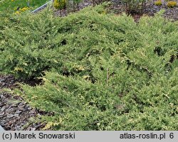 Juniperus ×pfitzeriana Izabelin