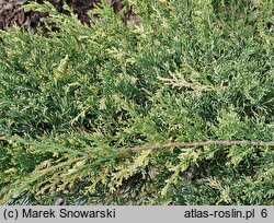 Juniperus ×pfitzeriana Izabelin