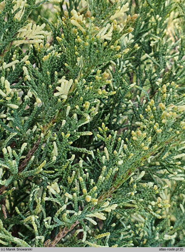 Juniperus ×pfitzeriana Izabelin