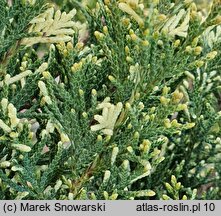 Juniperus ×pfitzeriana Izabelin