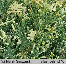 Juniperus ×pfitzeriana Izabelin