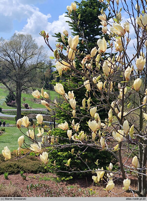 Magnolia Yellow Lantern