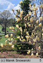 Magnolia Yellow Lantern