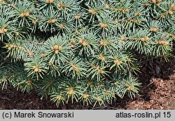 Picea pungens Brynek