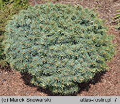 Picea pungens Brynek