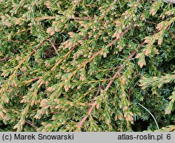 Juniperus communis Effusa