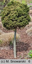 Picea abies Van Bemmel