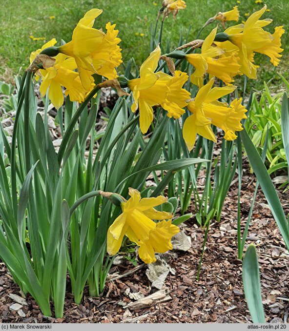 Narcissus King Alfred