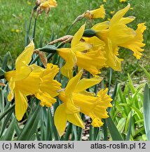 Narcissus King Alfred