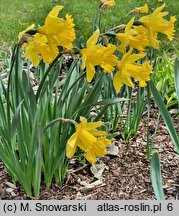 Narcissus King Alfred