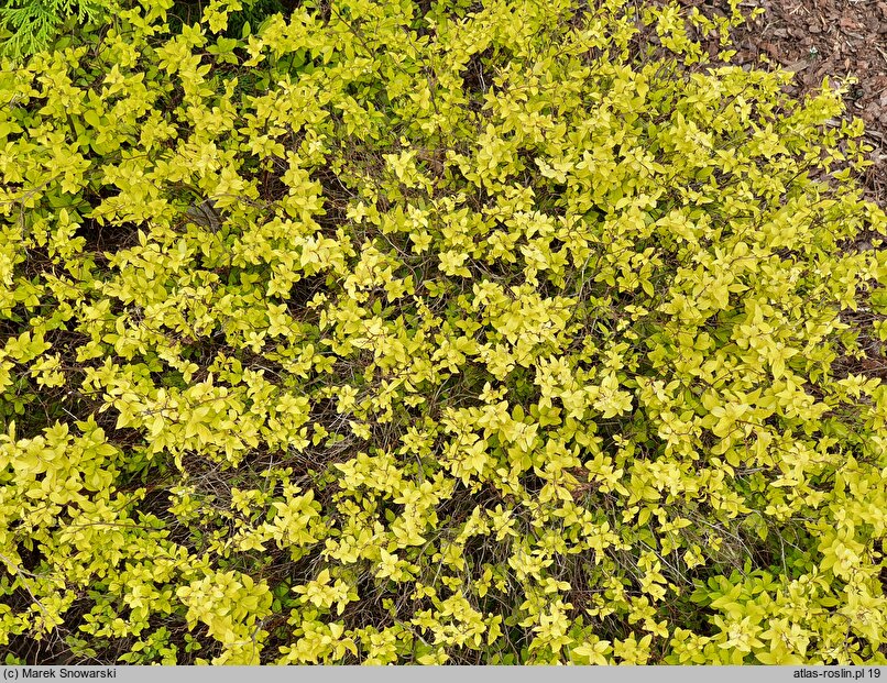 Spiraea japonica Golden Carpet