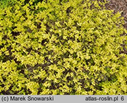 Spiraea japonica Golden Carpet
