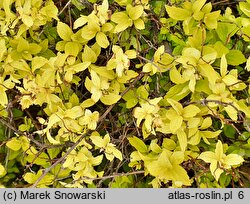 Spiraea japonica Golden Carpet