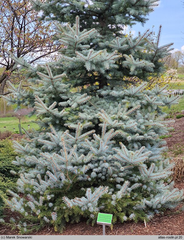 Picea pungens Blue Diamond