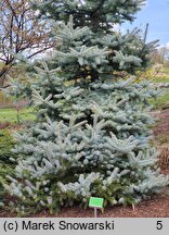 Picea pungens Blue Diamond