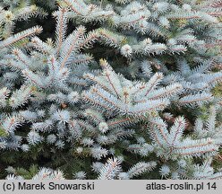 Picea pungens Blue Diamond