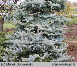 Picea pungens Blue Diamond