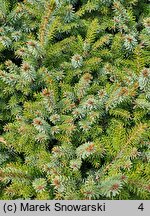 Picea sitchensis WB