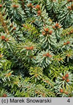 Picea sitchensis WB