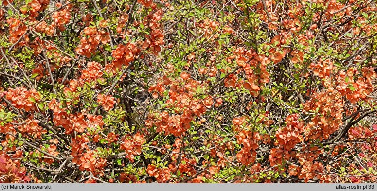 Chaenomeles japonica Cido