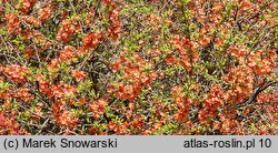 Chaenomeles japonica Cido