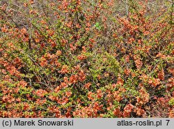 Chaenomeles japonica Cido