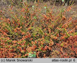 Chaenomeles japonica Cido