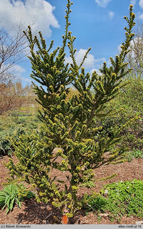 Taxus baccata Amersfoort