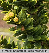 Taxus baccata Amersfoort