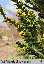 Taxus baccata Amersfoort