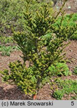 Taxus baccata Amersfoort