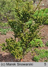 Taxus baccata Amersfoort