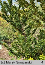 Taxus baccata Amersfoort