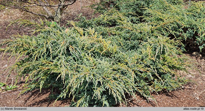 Juniperus squamata Blue Spider