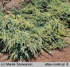 Juniperus squamata Blue Spider