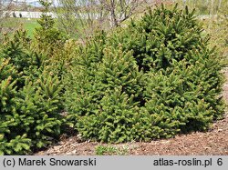 Picea abies Barryi