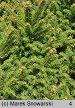 Picea abies Barryi