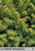 Picea abies Barryi