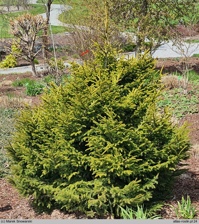 Picea orientalis Murphy