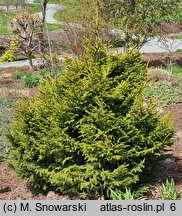 Picea orientalis Murphy