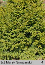 Picea orientalis Murphy