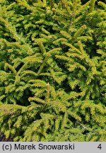 Picea orientalis Murphy