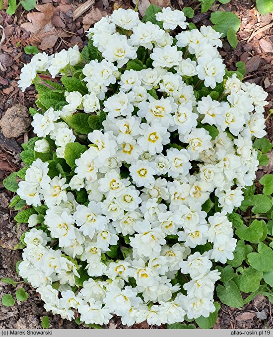 Primula vulgaris Alba Plena