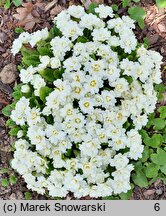 Primula vulgaris Alba Plena