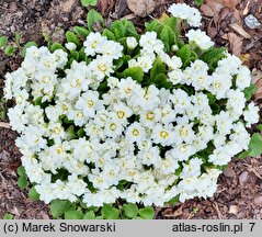 Primula vulgaris Alba Plena