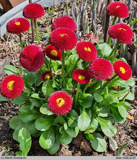 Bellis perennis Bellissima Red