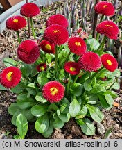 Bellis perennis Bellissima Red