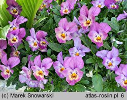 Viola ×williamsii Endurio Pink Shades