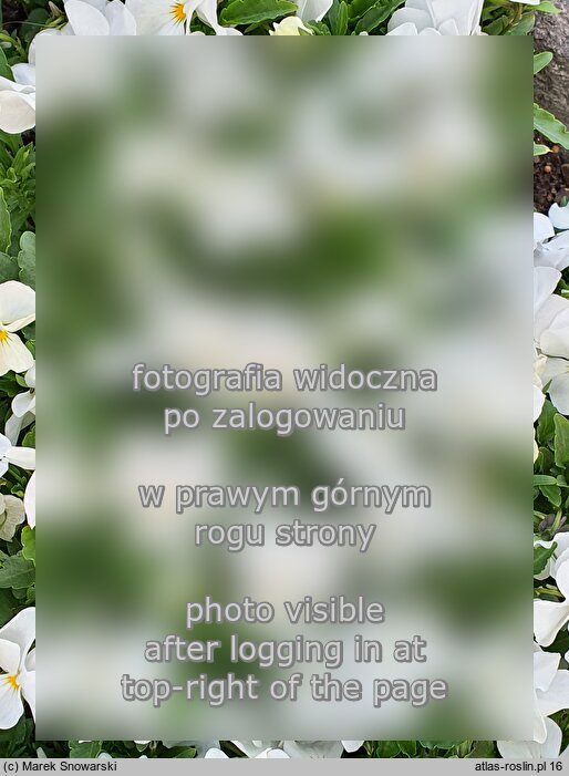 Viola ×williamsii Twix Snow