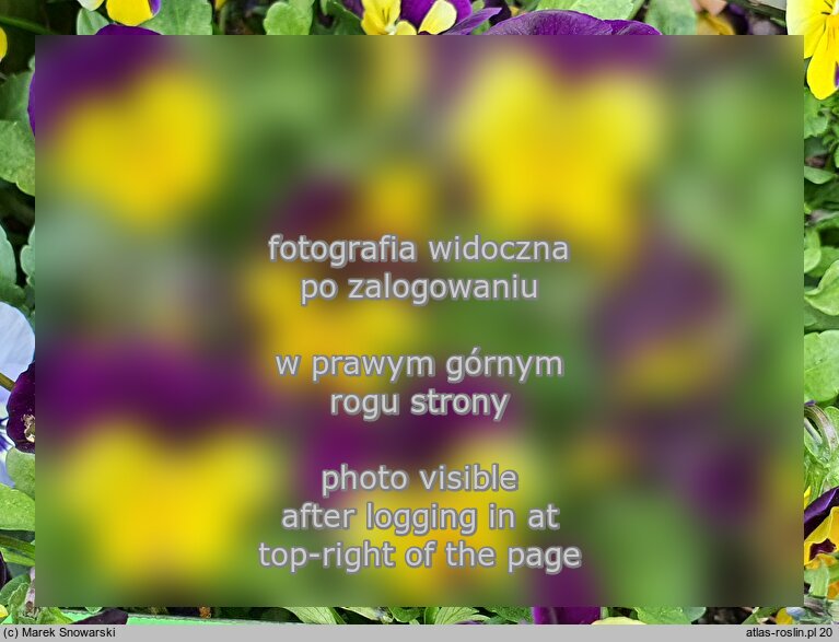 Viola ×williamsii Evo Mini Yellow Purple Jump Up